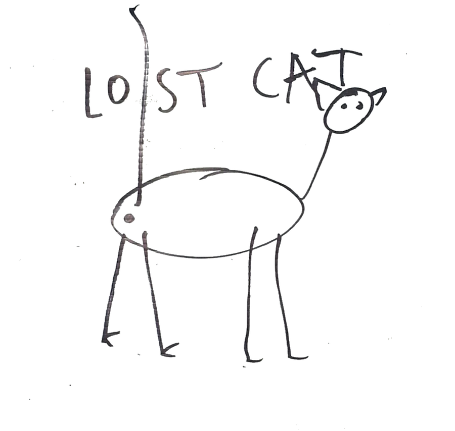 Funny Lost Cat